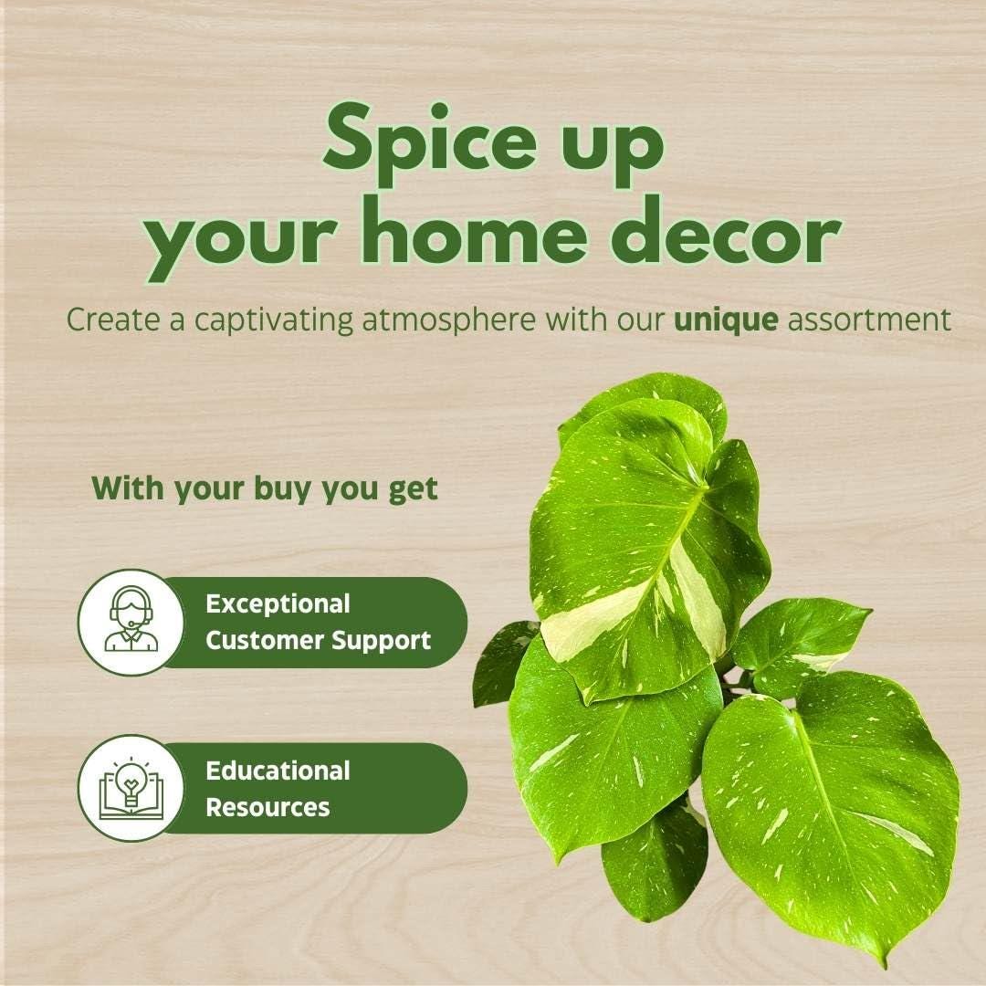 BubbleBlooms Monstera Thai Constellation Variegated 6 inch