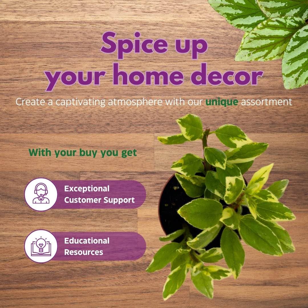 Harmony Foliage Columnea Variegated Light Prince in a 2 inch Pot