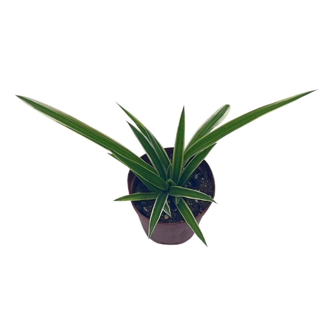 Spider Plant, Chlorophytum comosum, Limited, in a 2 inch Pot Tiny Mini Pixie Plant