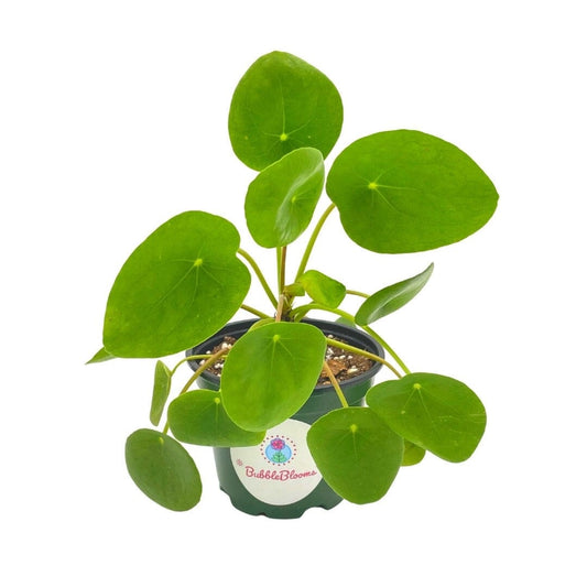 Pilea peperomioides / Chinese money plant /  Chinese missionary plant