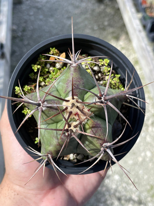 Ferocactus emoryi, Star Shaped Emory's barrel cactus, Coville's barrel cactus, 5-point Cactus, in 4 inch pot, well rooted healthy starter