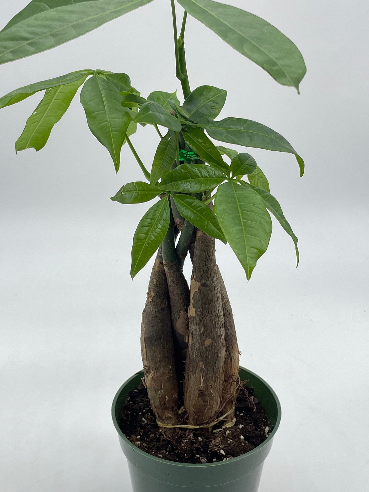 Money Tree, Pachira aquatica, water chestnut, very large bonsai plant, Perfect Houseplant, Guiana Malabar, in a 4 inch pot ready for 6 inch