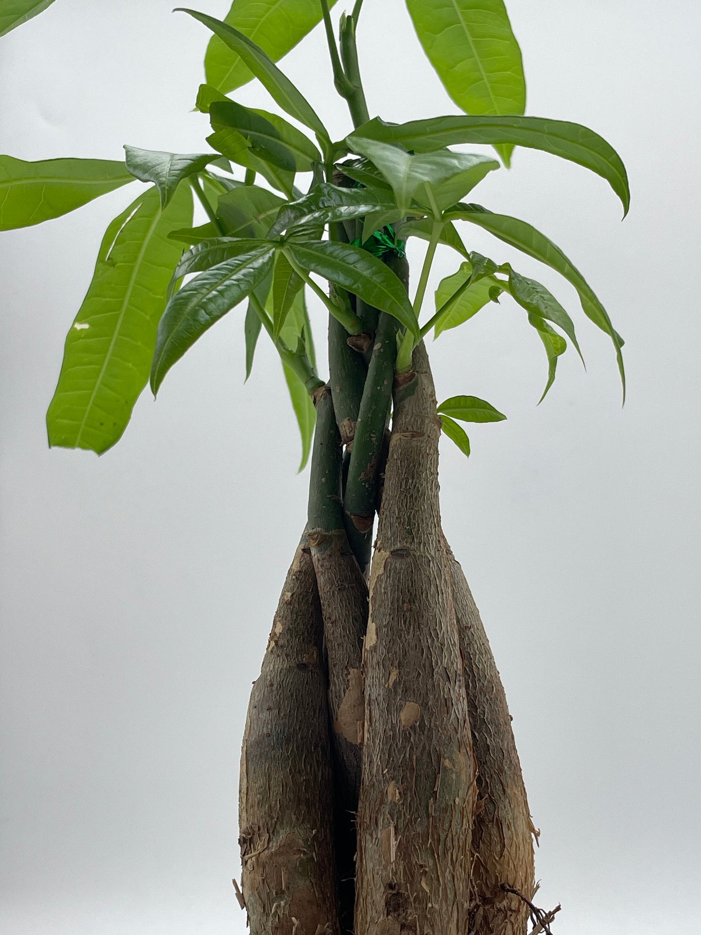 Money Tree, Pachira aquatica, water chestnut, very large bonsai plant, Perfect Houseplant, Guiana Malabar, in a 4 inch pot ready for 6 inch