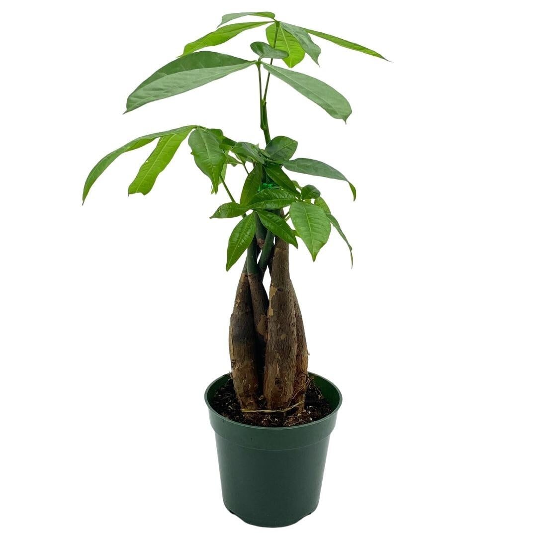 Money Tree, Pachira aquatica, water chestnut, very large bonsai plant, Perfect Houseplant, Guiana Malabar, in a 4 inch pot ready for 6 inch