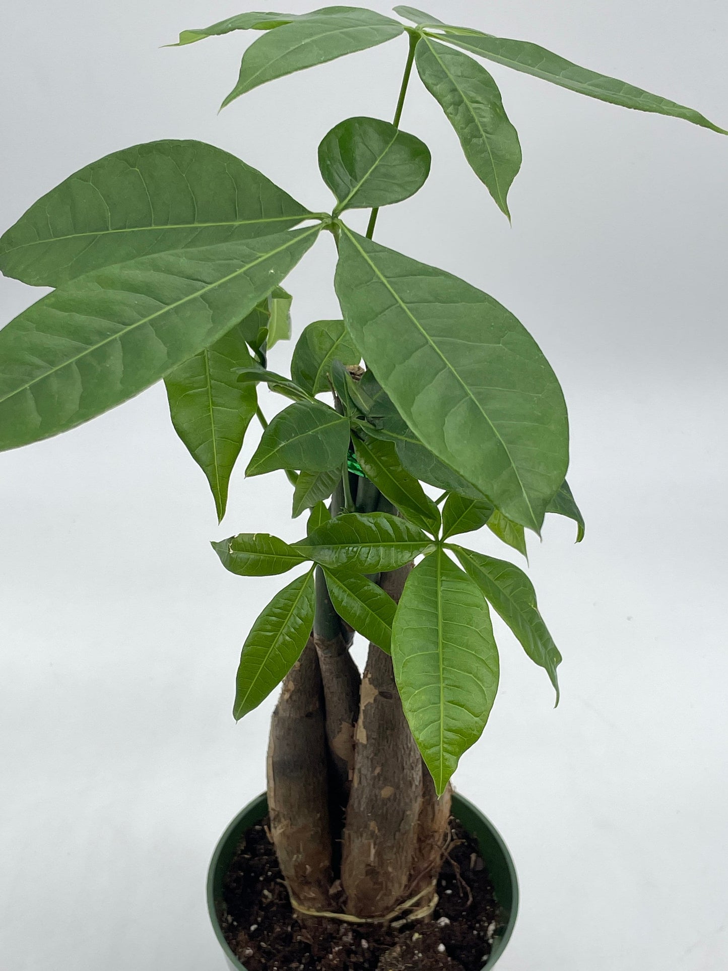 Money Tree, Pachira aquatica, water chestnut, very large bonsai plant, Perfect Houseplant, Guiana Malabar, in a 4 inch pot ready for 6 inch