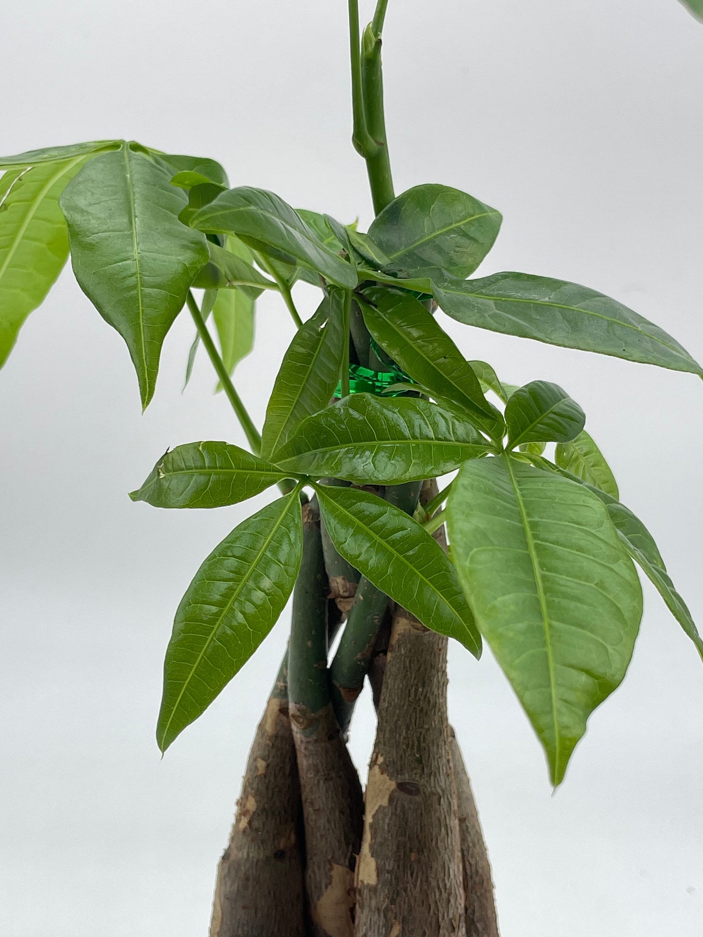 Money Tree, Pachira aquatica, water chestnut, very large bonsai plant, Perfect Houseplant, Guiana Malabar, in a 4 inch pot ready for 6 inch