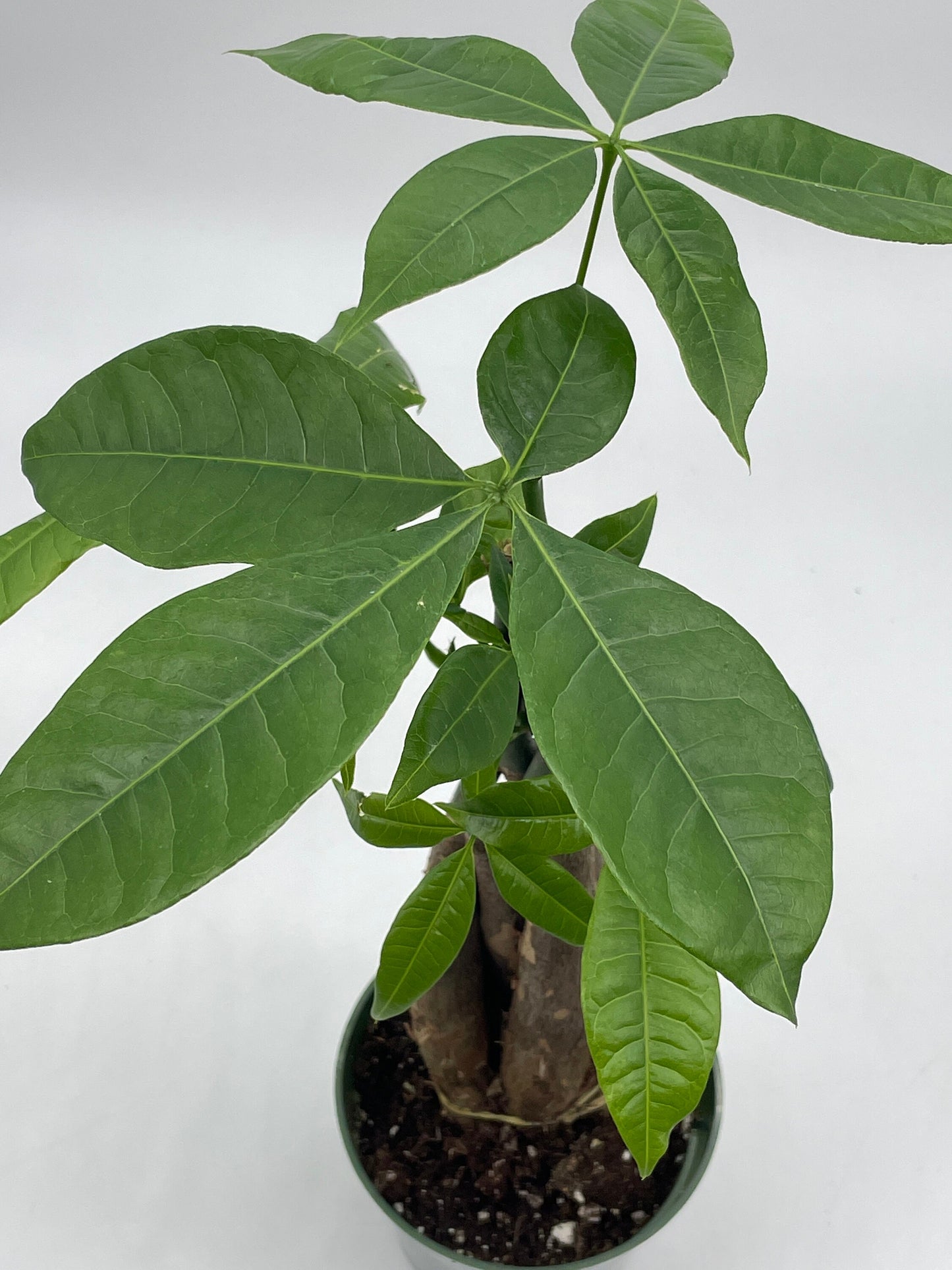 Money Tree, Pachira aquatica, water chestnut, very large bonsai plant, Perfect Houseplant, Guiana Malabar, in a 4 inch pot ready for 6 inch