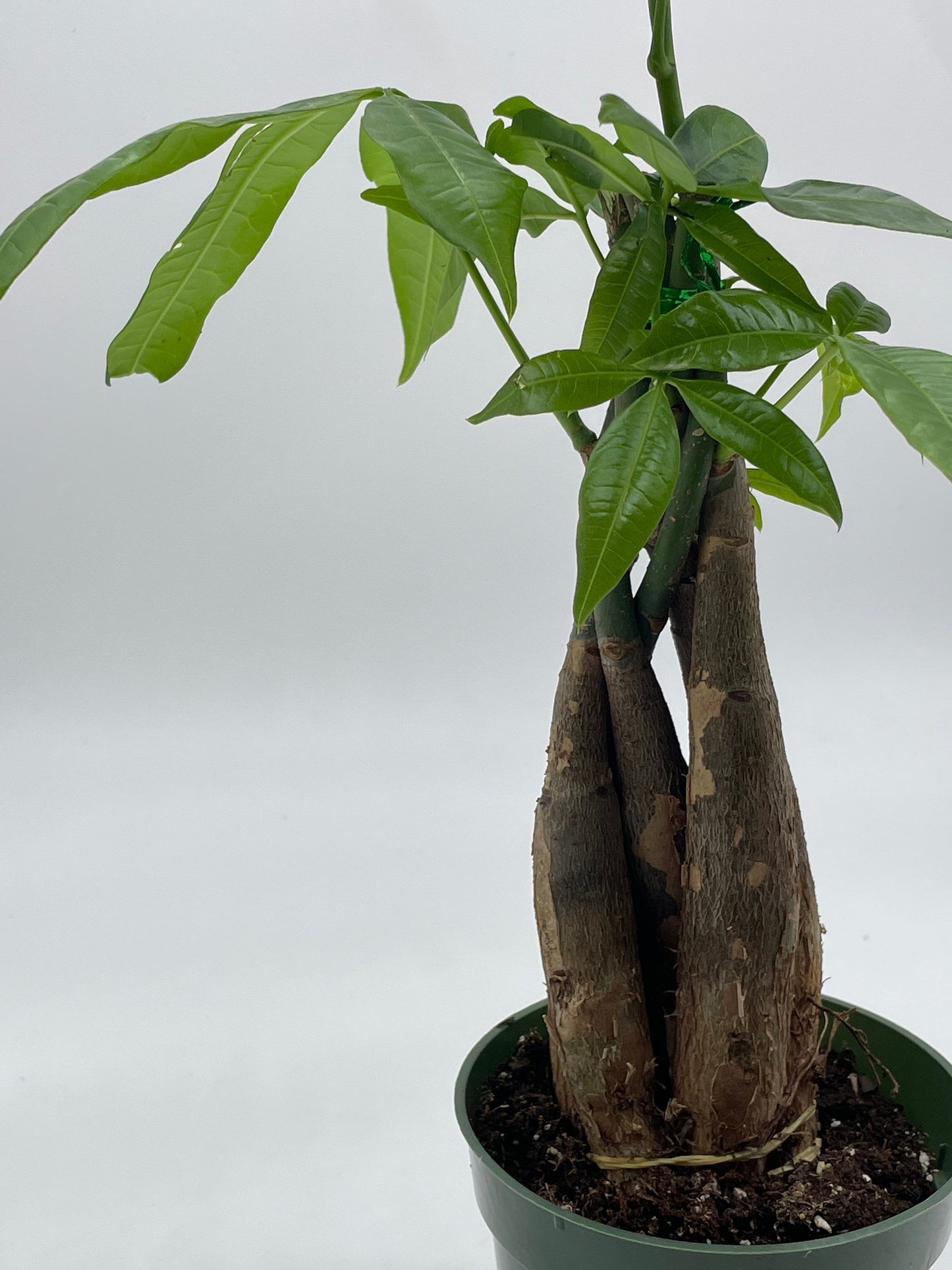 Money Tree, Pachira aquatica, water chestnut, very large bonsai plant, Perfect Houseplant, Guiana Malabar, in a 4 inch pot ready for 6 inch