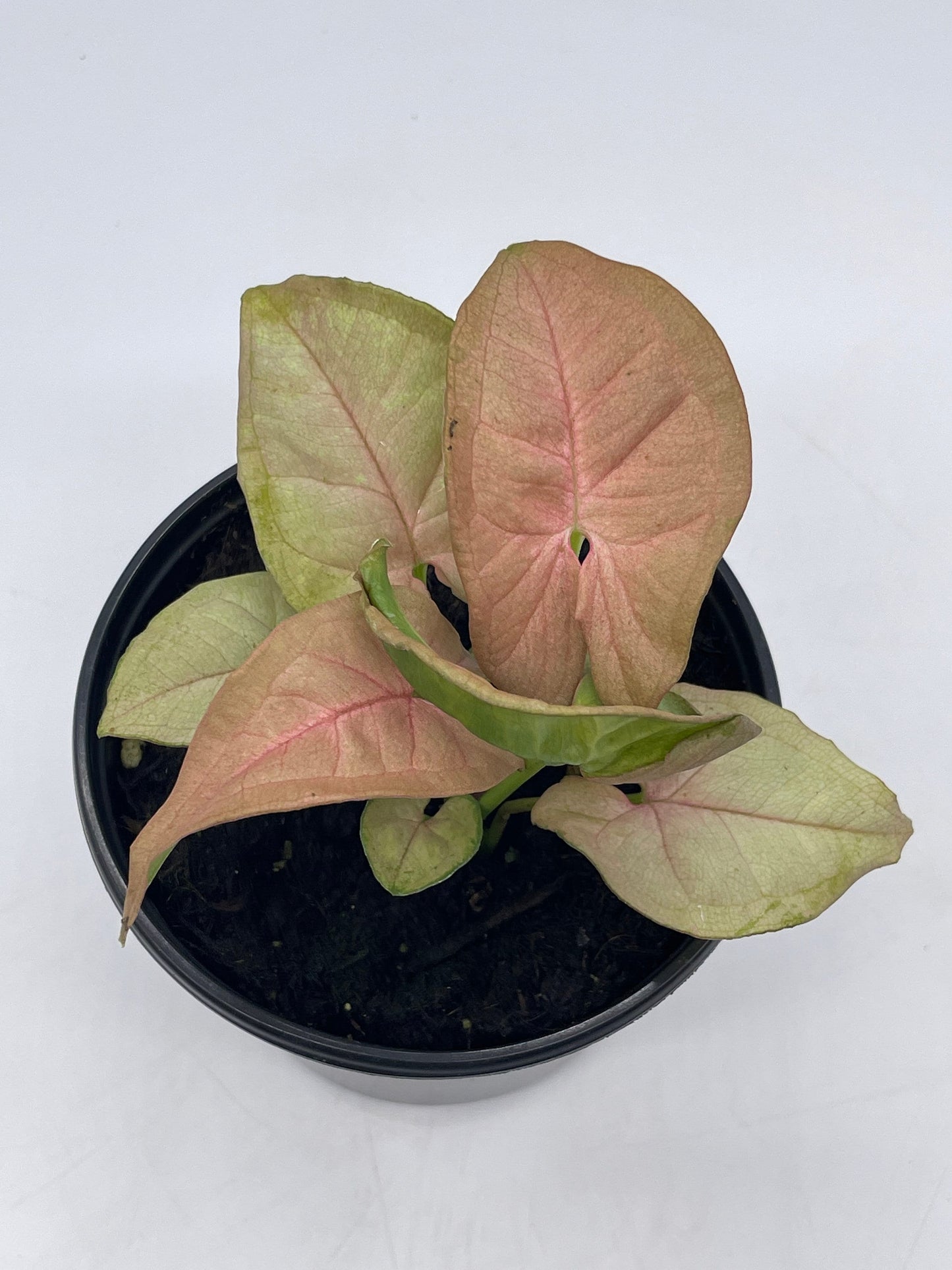 Syngonium Pink Strawberry, arrow head vine podophyllum, in 4 inch pot