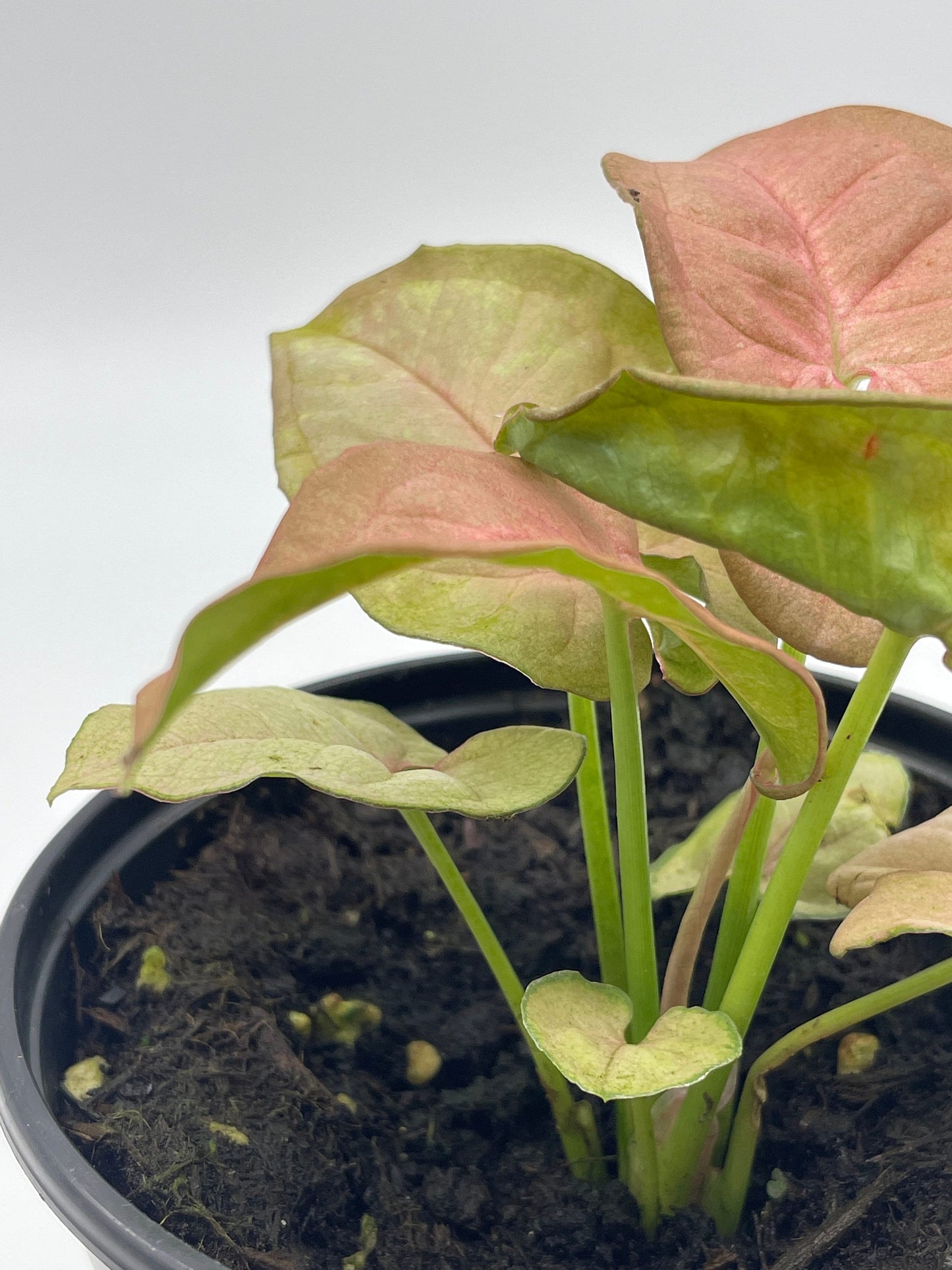 Syngonium Pink Strawberry, arrow head vine podophyllum, in 4 inch pot