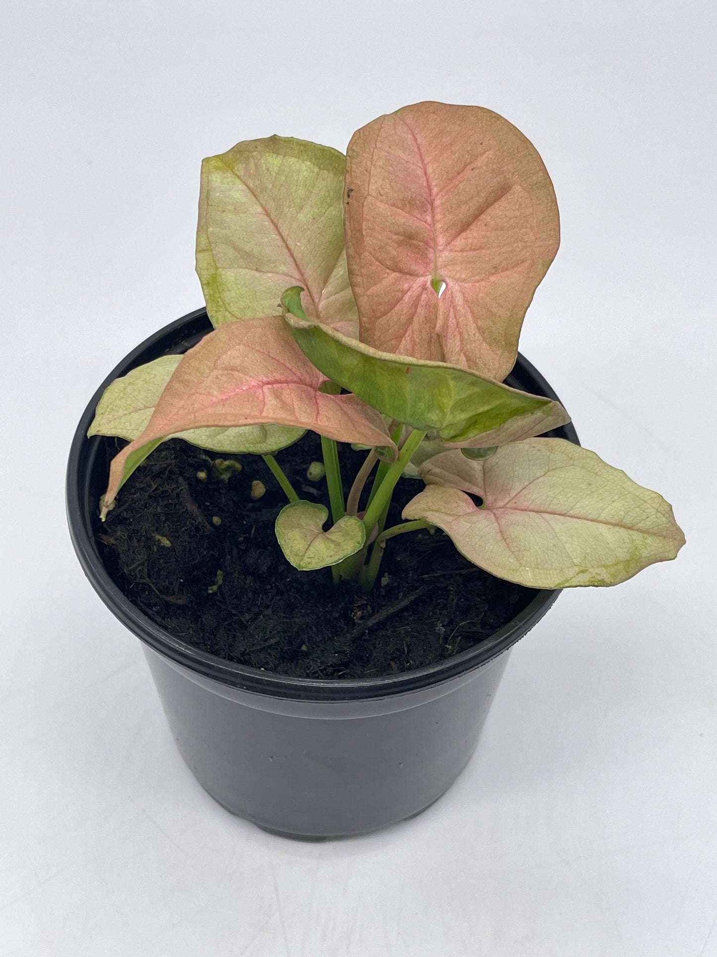 Syngonium Pink Strawberry, arrow head vine podophyllum, in 4 inch pot