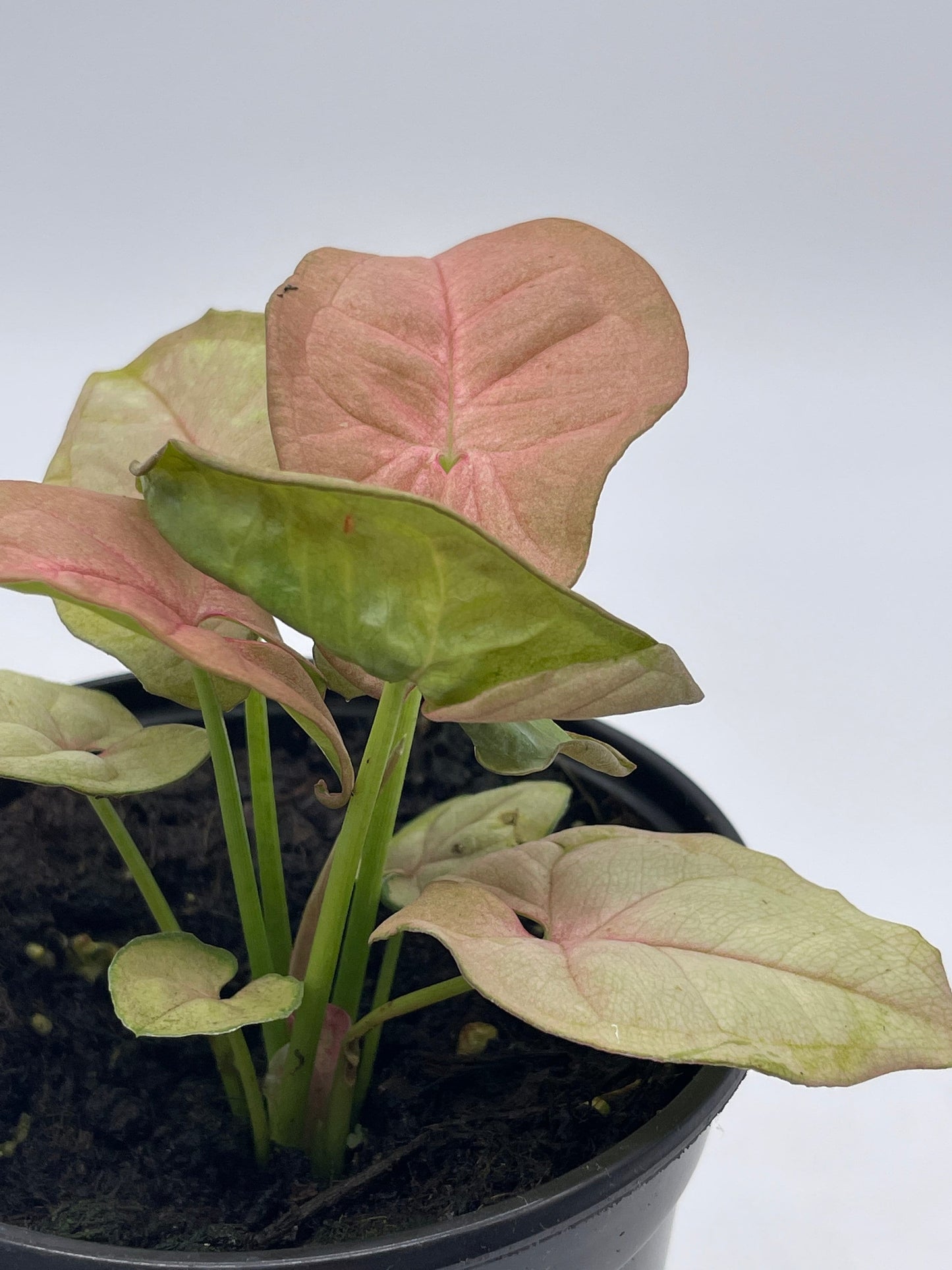 Syngonium Pink Strawberry, arrow head vine podophyllum, in 4 inch pot