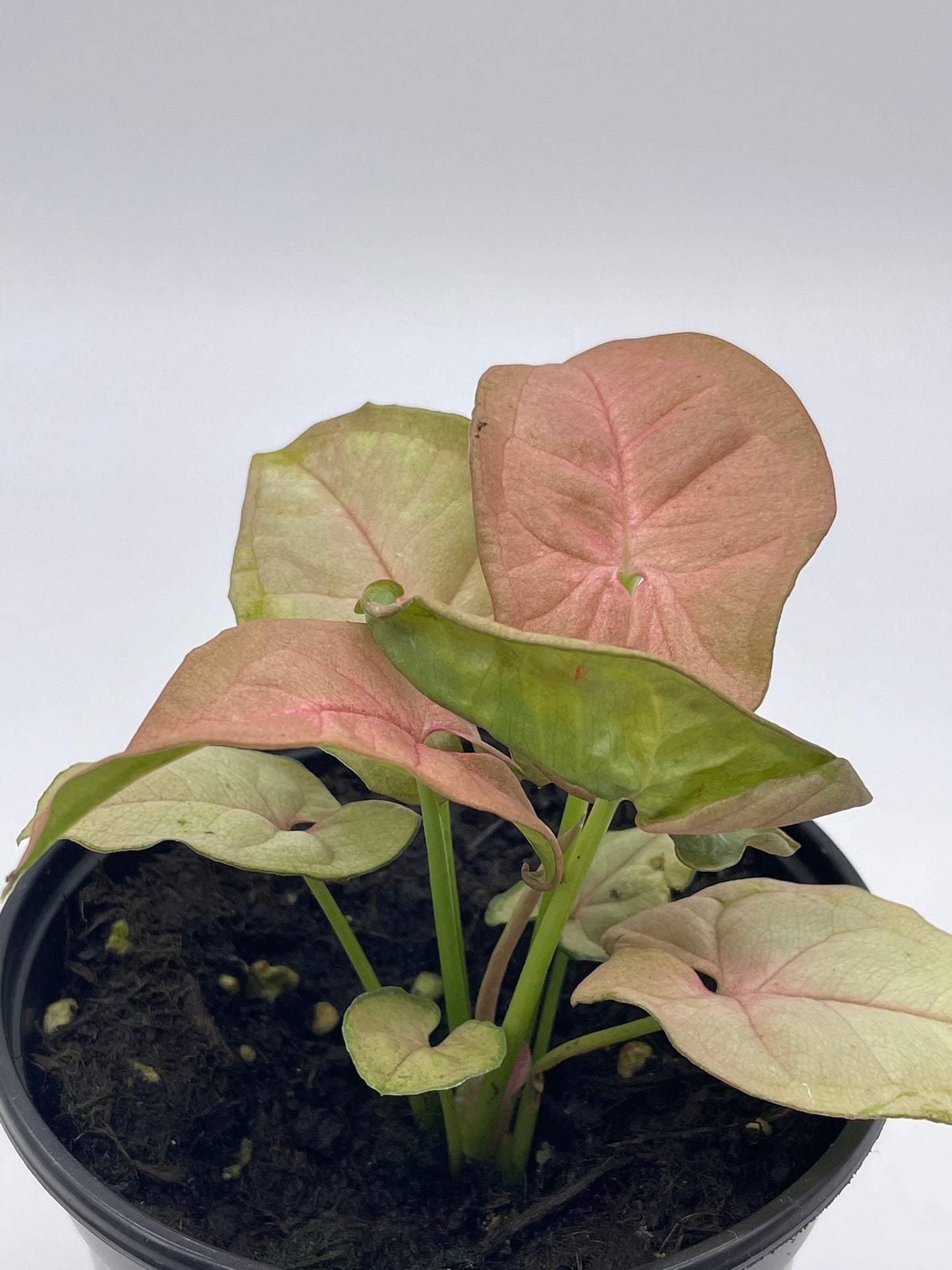 Syngonium Pink Strawberry, arrow head vine podophyllum, in 4 inch pot