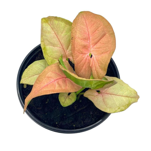 Syngonium Pink Strawberry, arrow head vine podophyllum, in 4 inch pot