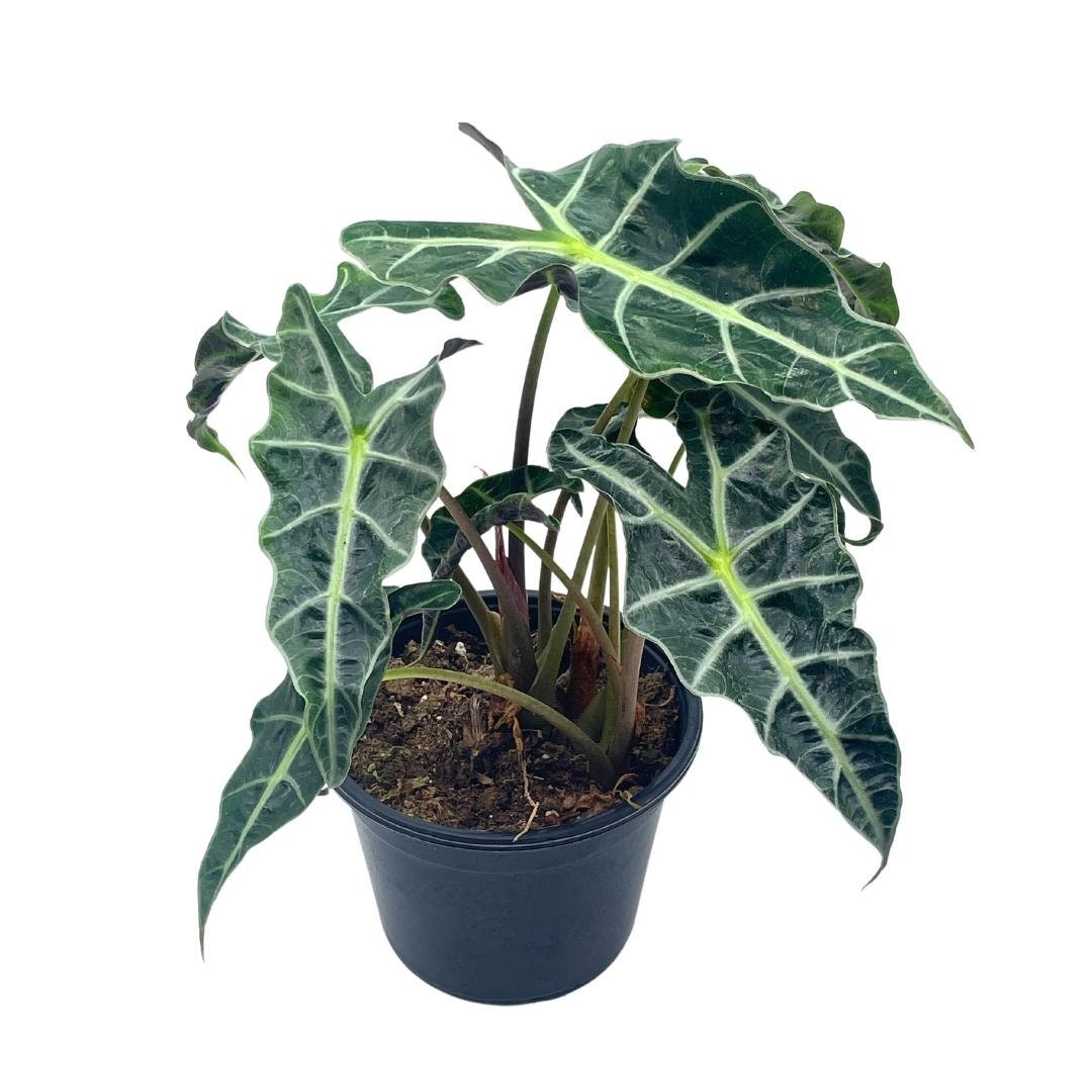 Alocasia polly African mask 6