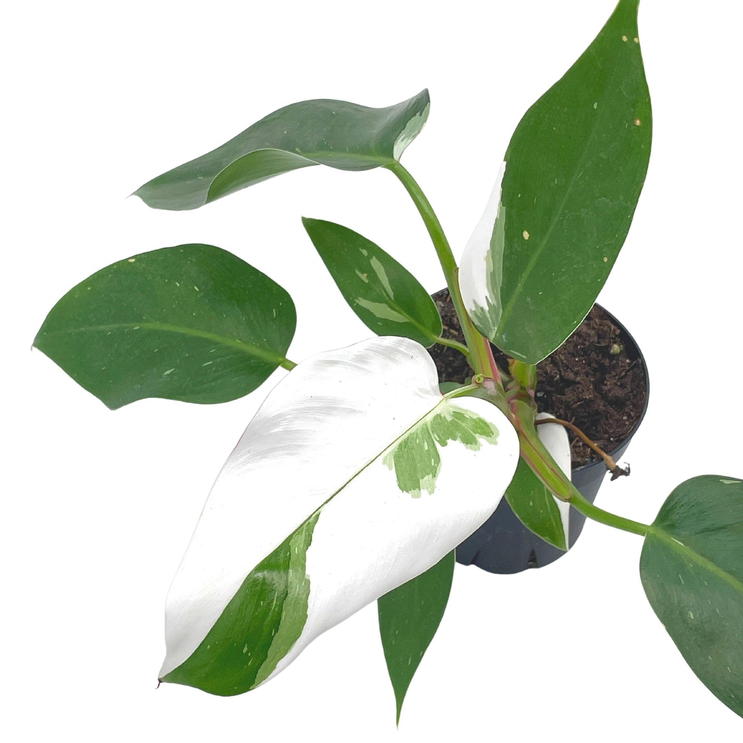 Philodendron White Princess, erubescens, 4 inch White Wizard, White Princess, Very Rare Philo