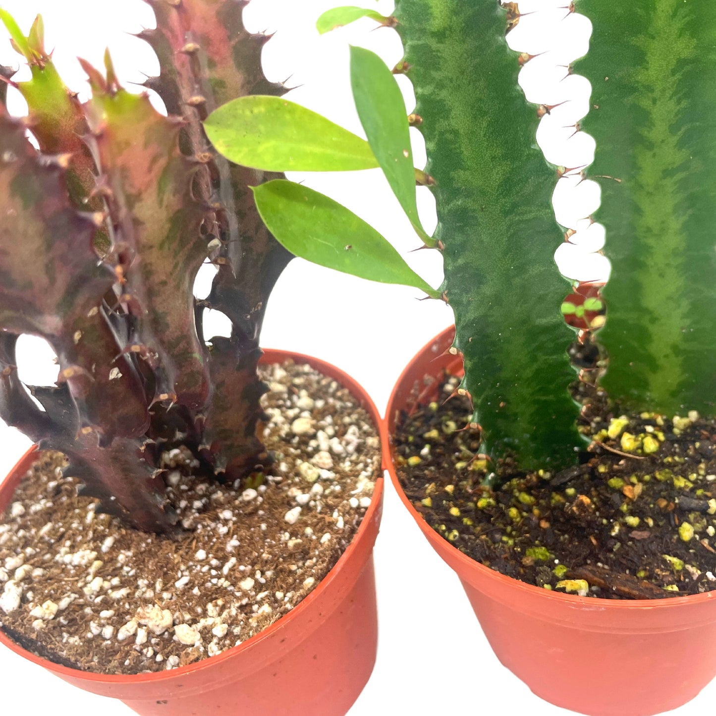 African Milk Tree Assortment, 4 inch, Euphorbia Trigona Variety, Red and Green