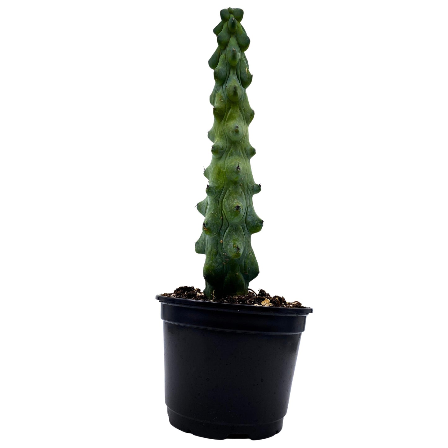Boobie Cactus, 6 inch, Myrtillocactus Geometrizans, Very Rare Stunning Cacti