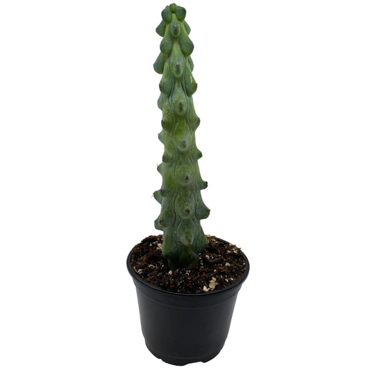 Boobie Cactus, 6 inch, Myrtillocactus Geometrizans, Very Rare Stunning Cacti